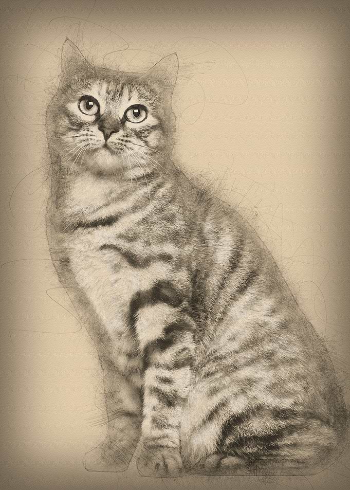 Kurilian Bobtail cat 1 yea