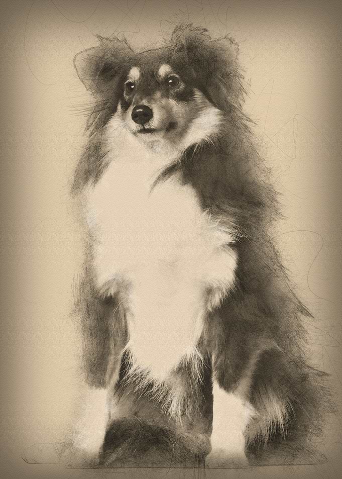 Shetland Sheepdog 1 year o