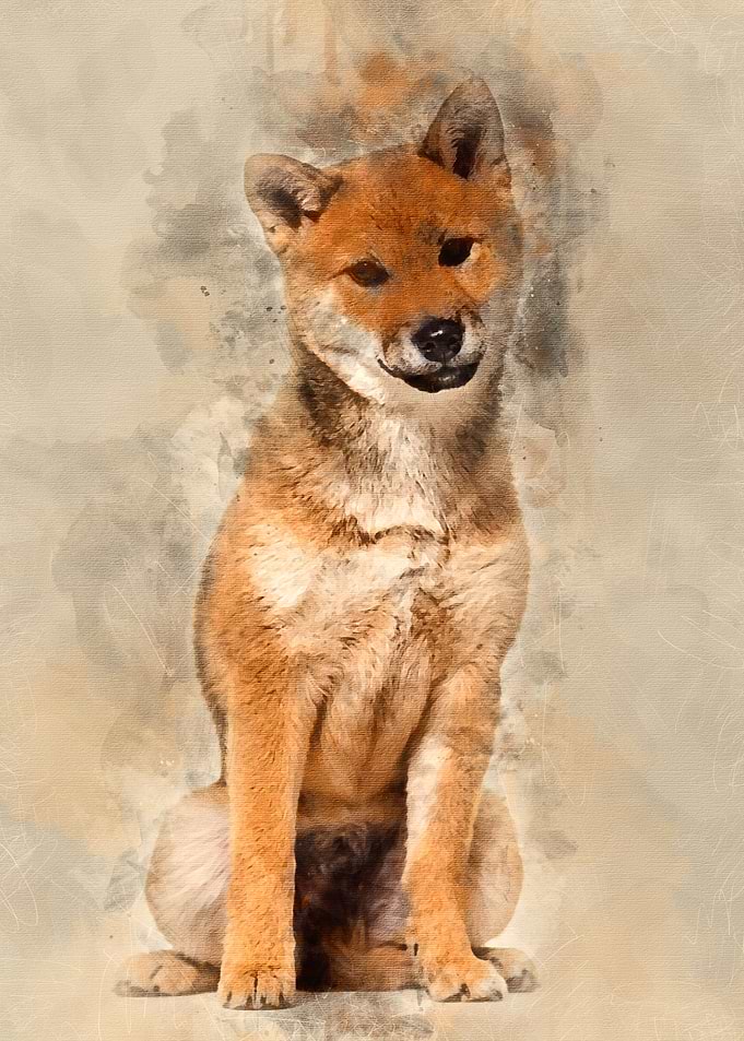 Shiba Inu dog sitting agai