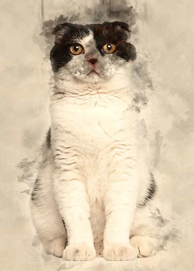 Scottish Fold 6 months old
