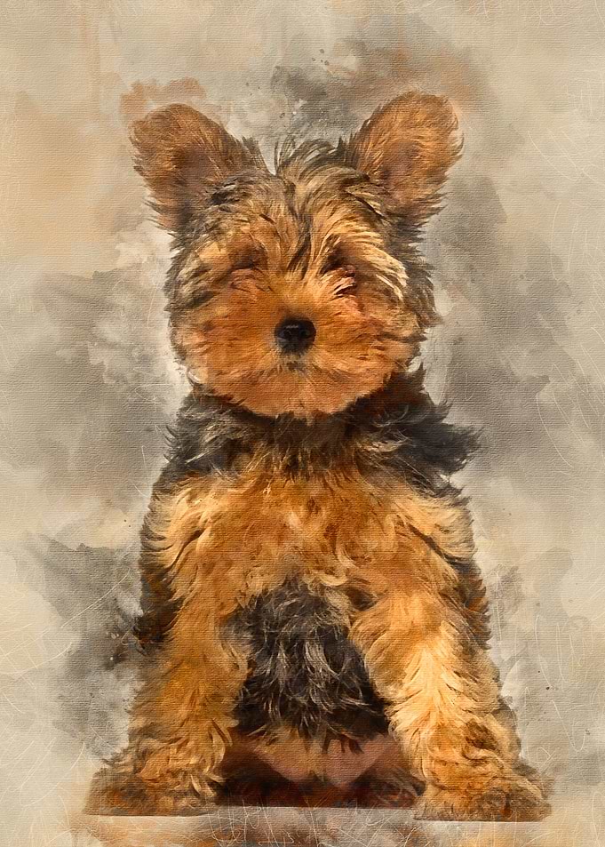Yorkshire Terrier puppy 3