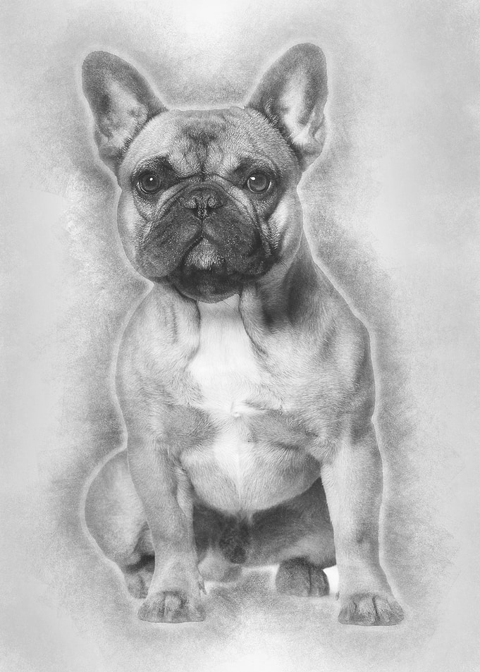 French bulldog sitting aga