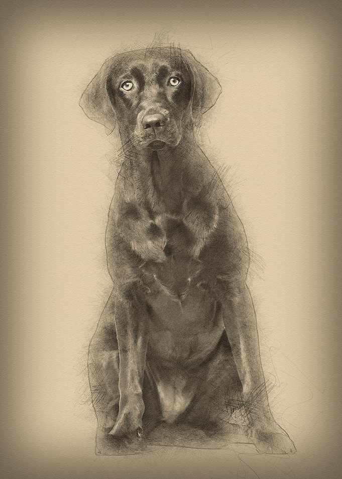 Labrador Retriever dog 8 m
