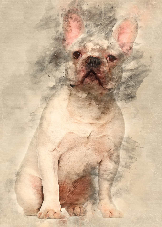French Bulldog 7 months ol