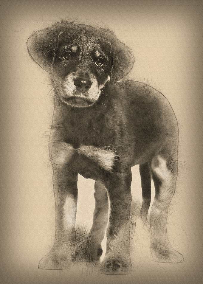 Mixedbreed dog 2 months o