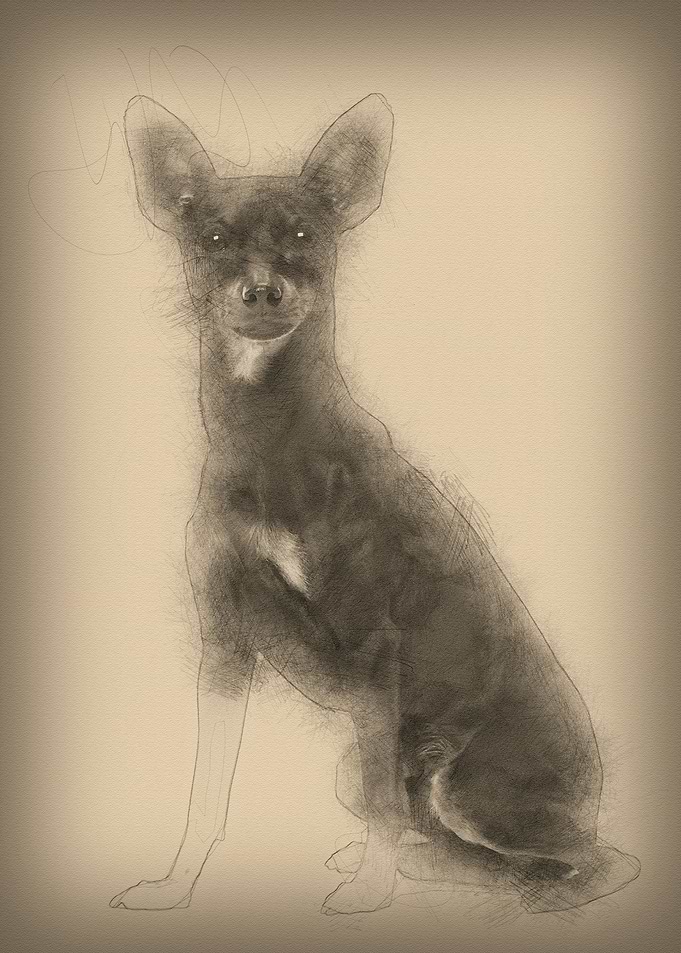 Miniature Pinscher 10 mont