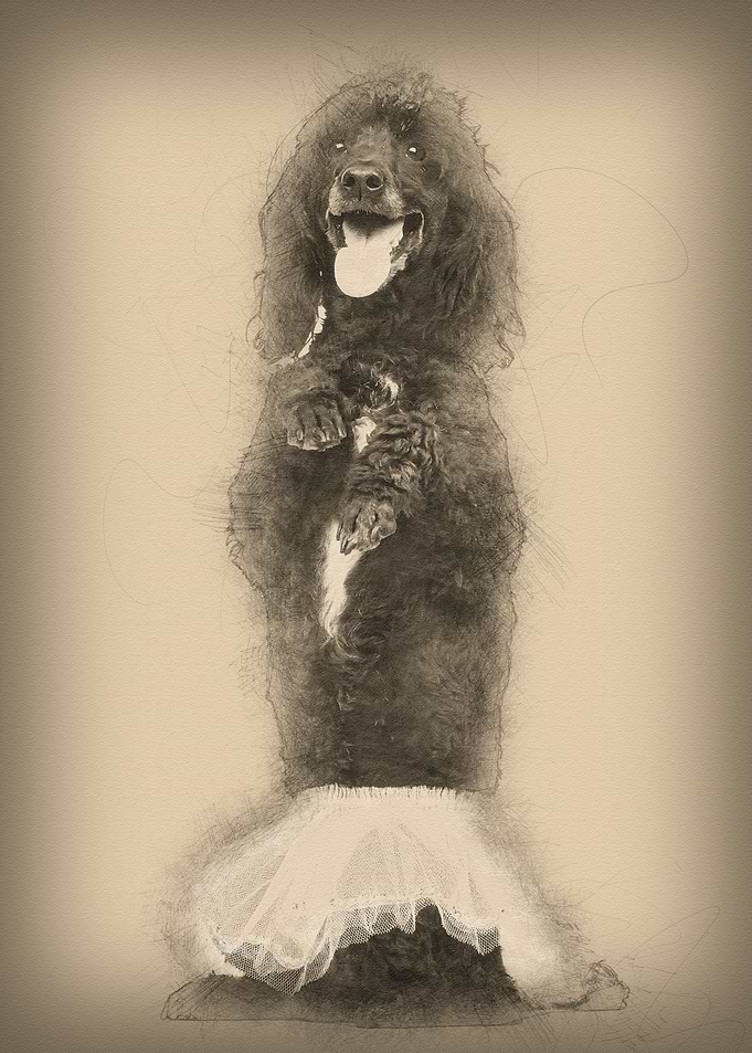Poodle 5 years old standin