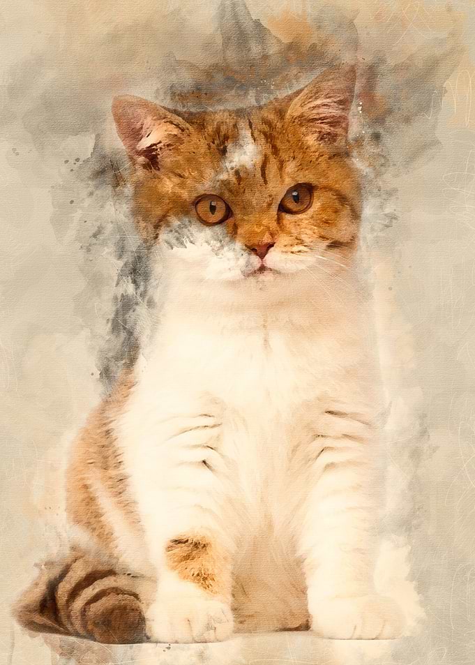 British Shorthair kitten 3