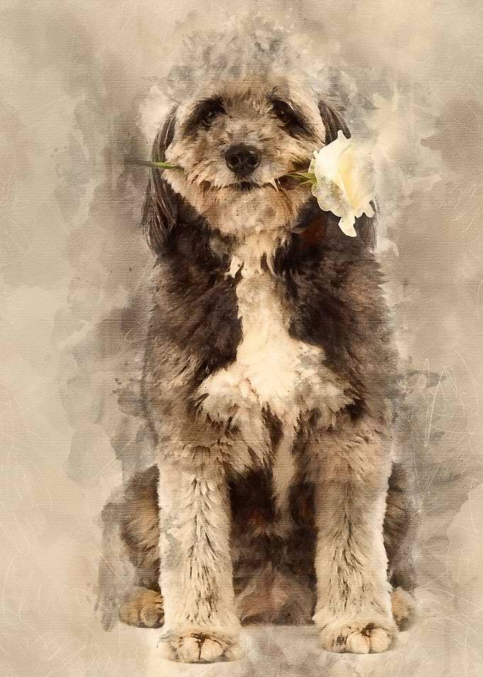 Crossbreed 4 years old sit