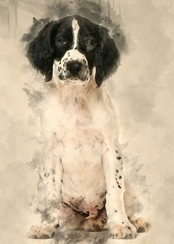 English Springer Spaniel s