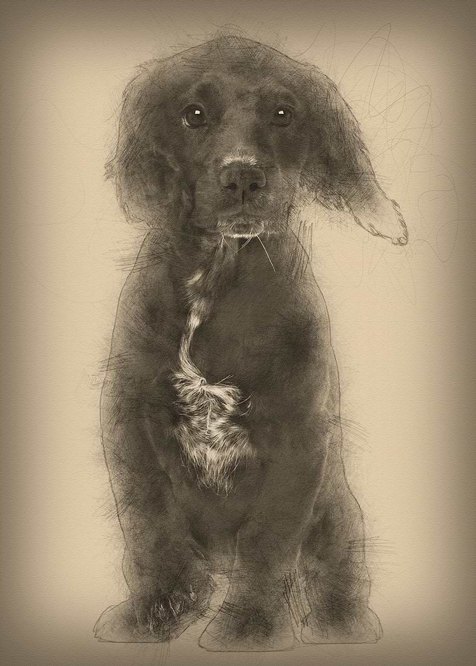 Working Cocker Spaniel aga