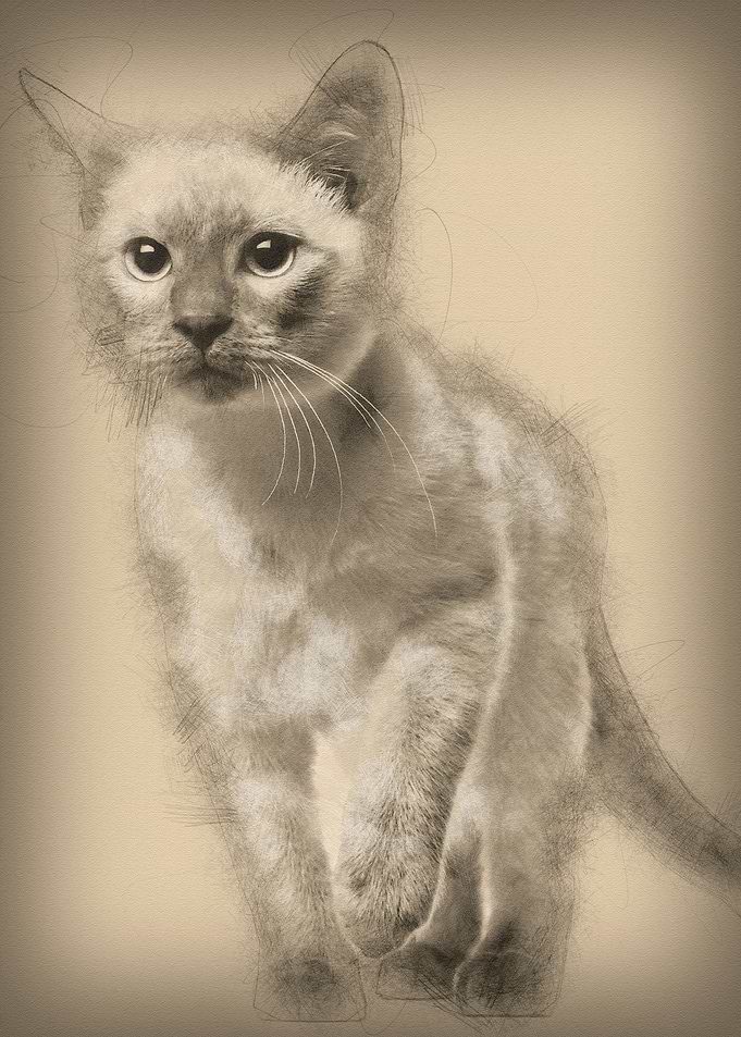 Thai kitten 4 months old w