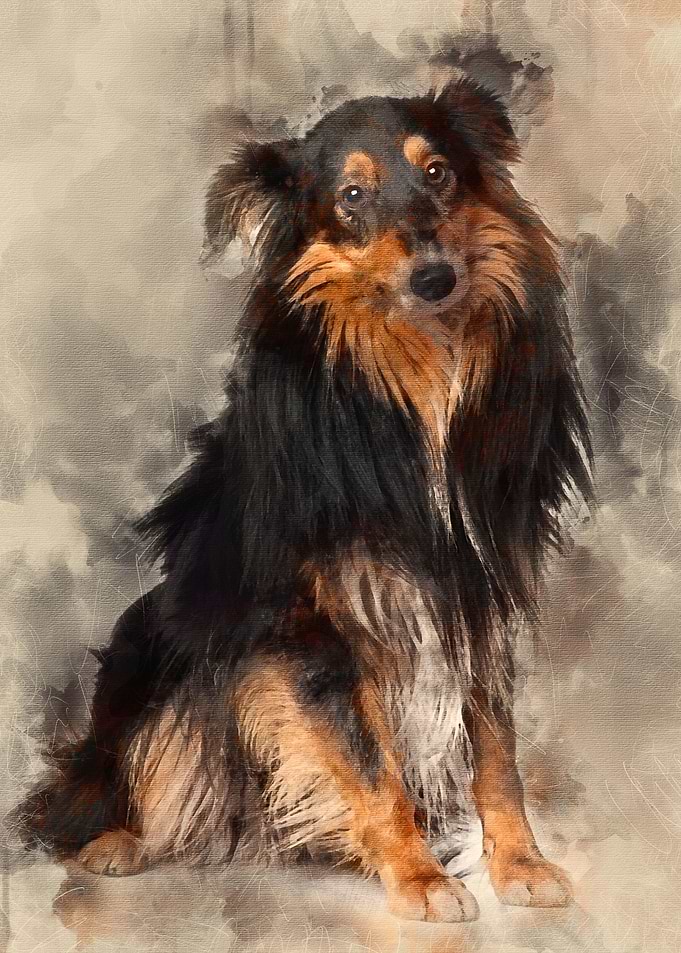 Sheltie dog 18 months old