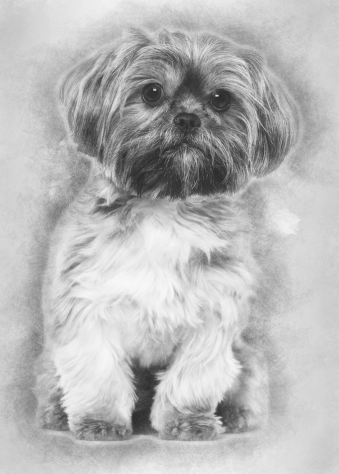 Mixedbreed dog 10 months