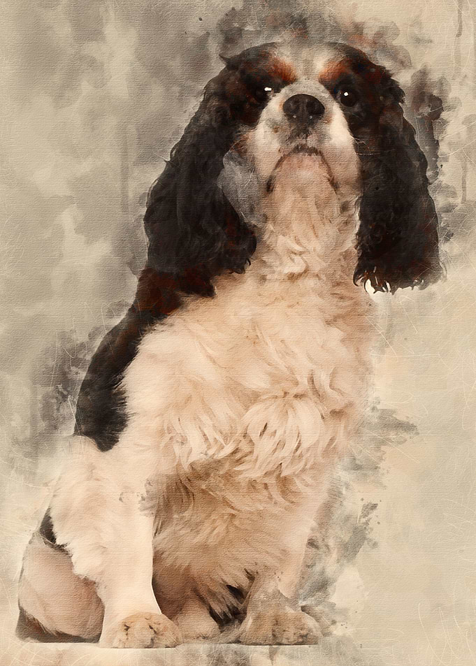 Cavalier King Charles 3 ye
