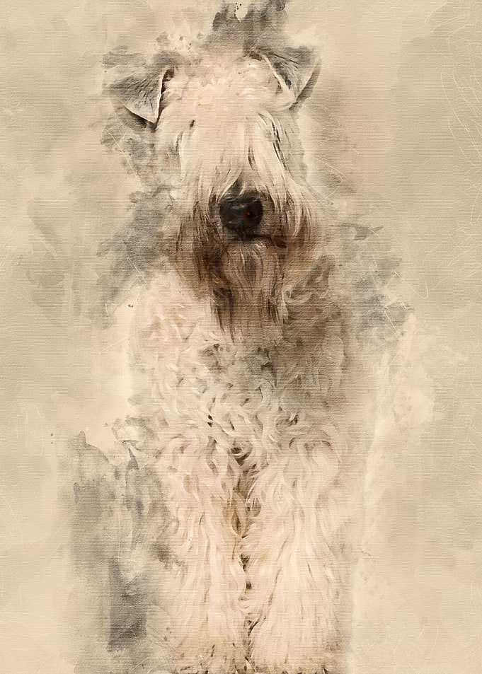 Softcoated Wheaten Terrie