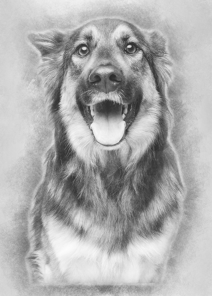 beautiful dog isolated on
