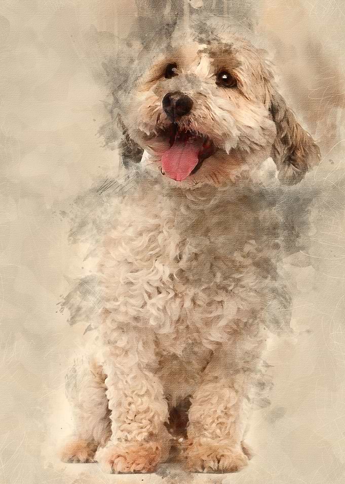 Cross breed dog 8 years ol