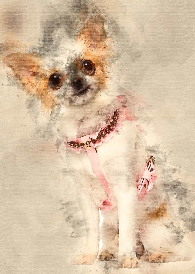 Chihuahua 1 year old weari