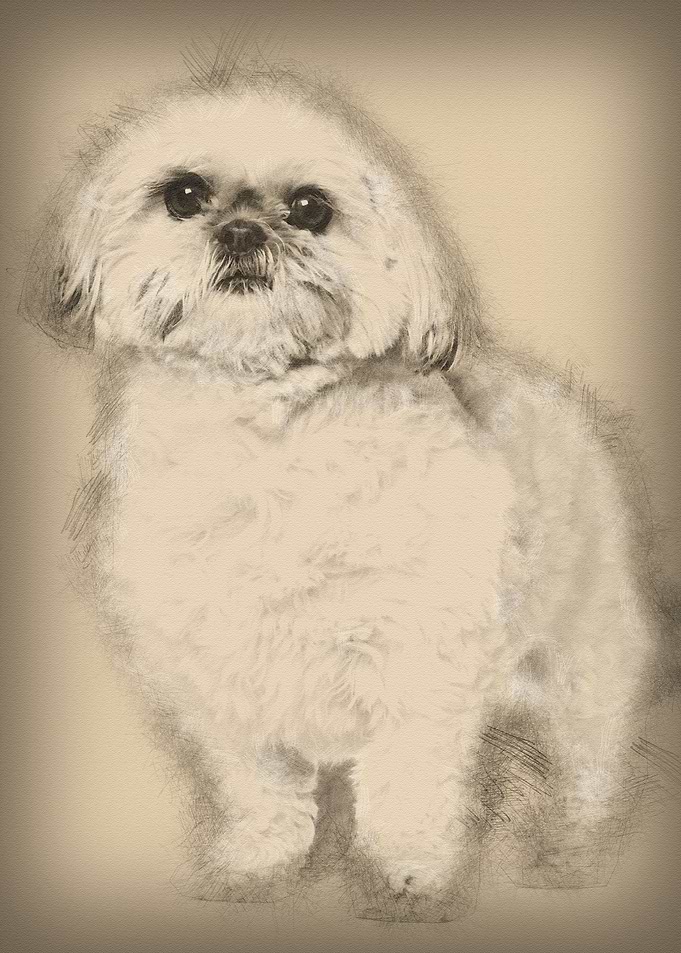 Shih Tzu 3 and a half year