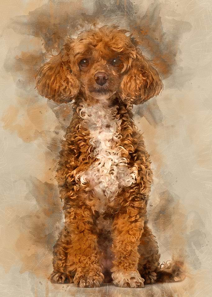 Poodle dog sitting and loo