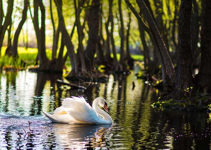 White swan