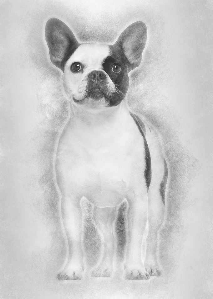 French Bulldog 3 years old