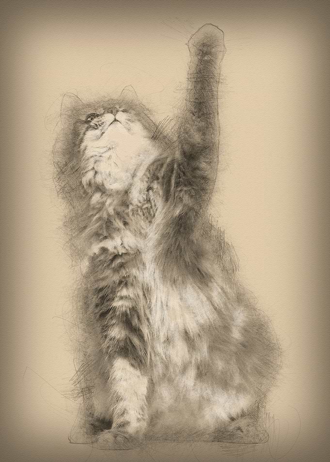Norwegian Forest Cat 1 and