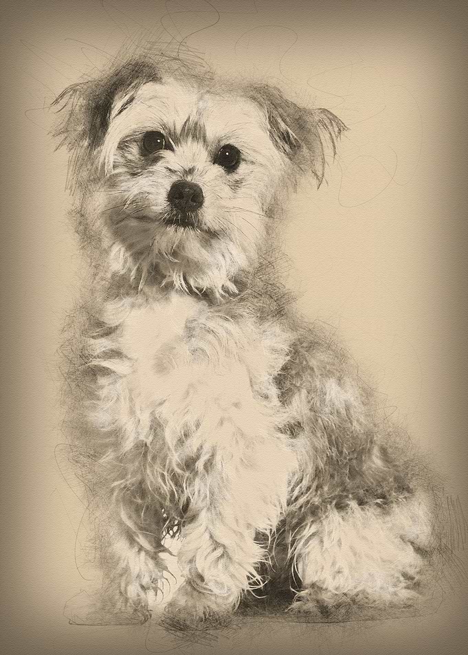 Mixedbreed dog sitting aga