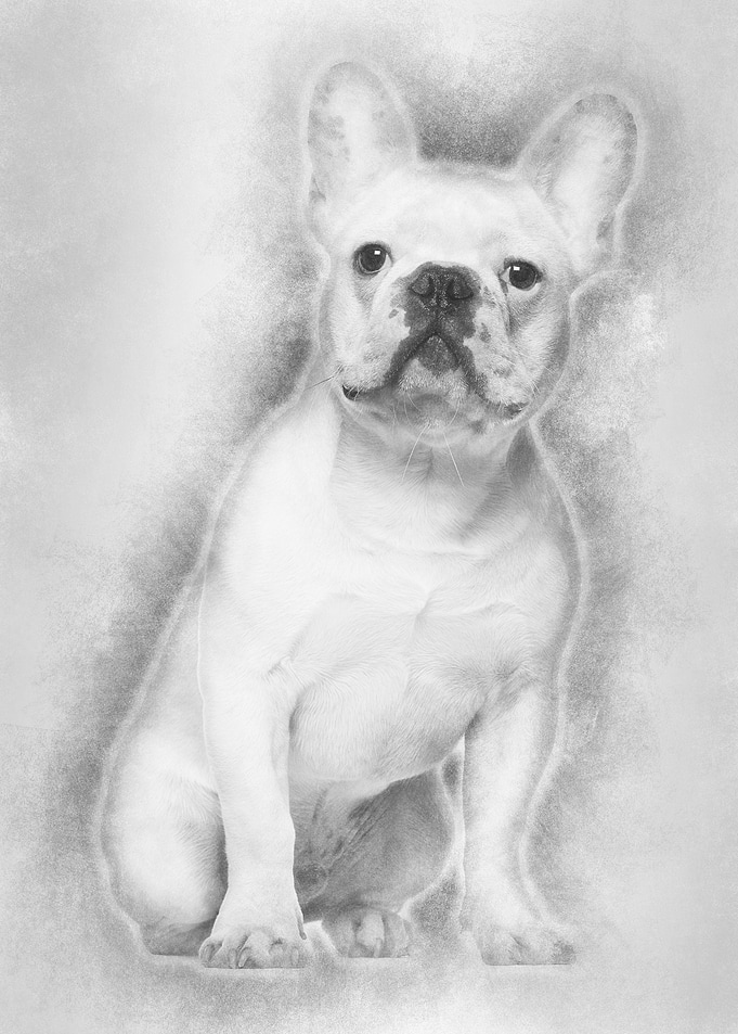 French Bulldog 7 months ol
