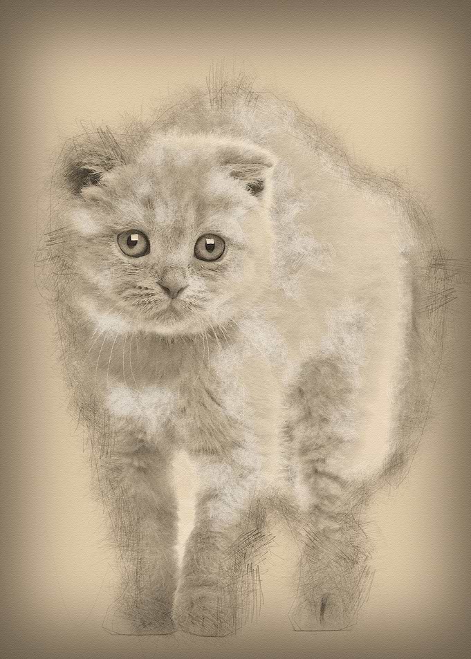 Portrait of Scottish Fold