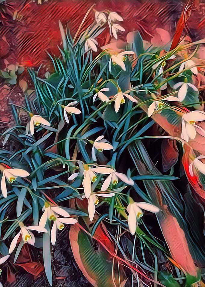 snowdrops