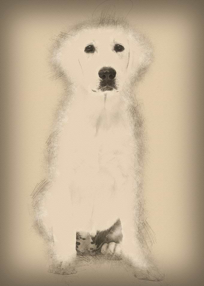Polish Tatra Sheepdog sitt