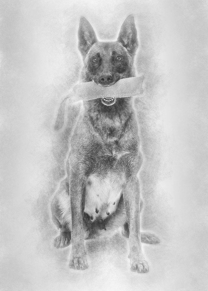 Belgian Shepherd sitting a