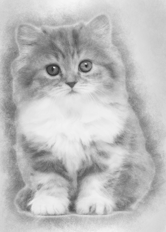 British Longhair kitten 2