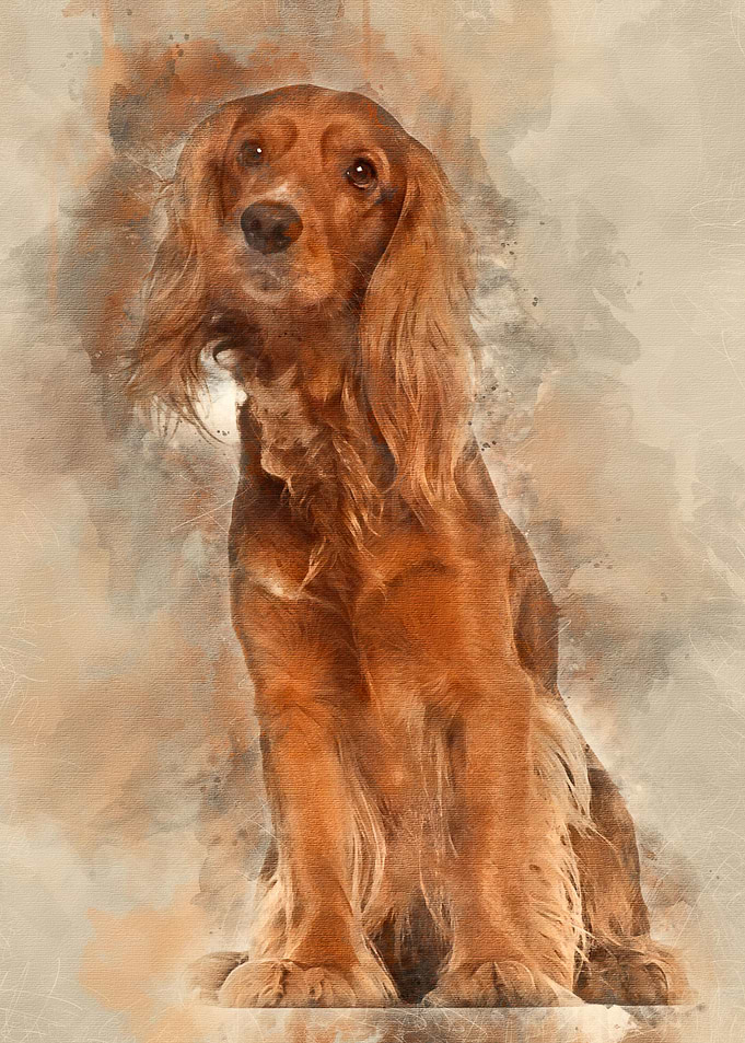 English Cocker Spaniel 2 y