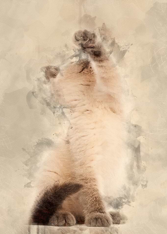 British Shorthair Kitten s
