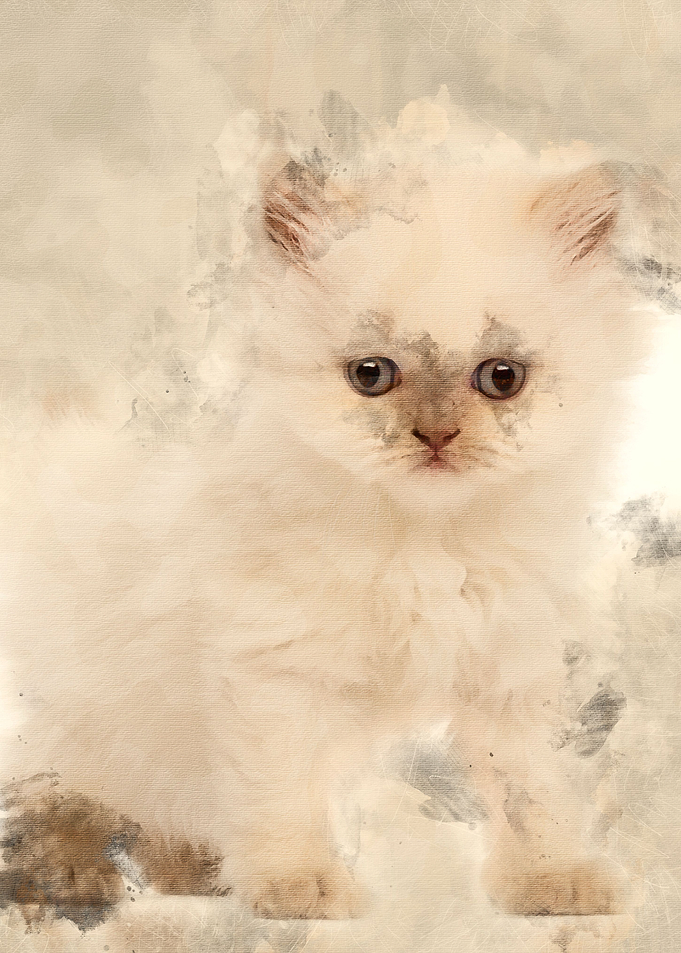 British Longhair Kitten 5