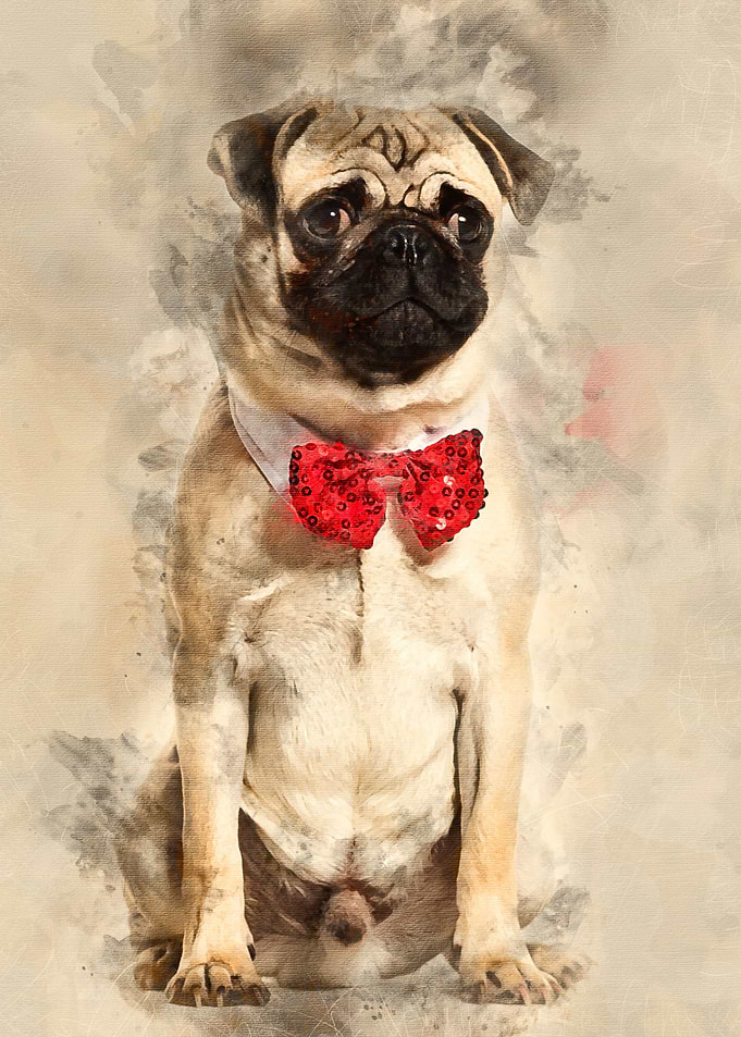 Pug in red bow tie sitting