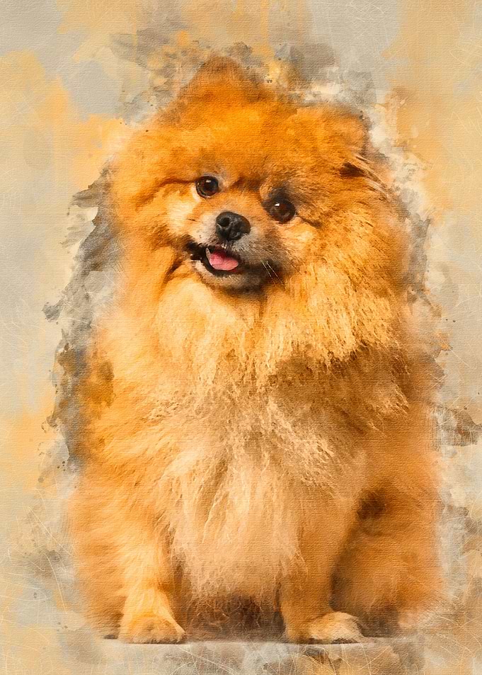Spitz dog sitting against