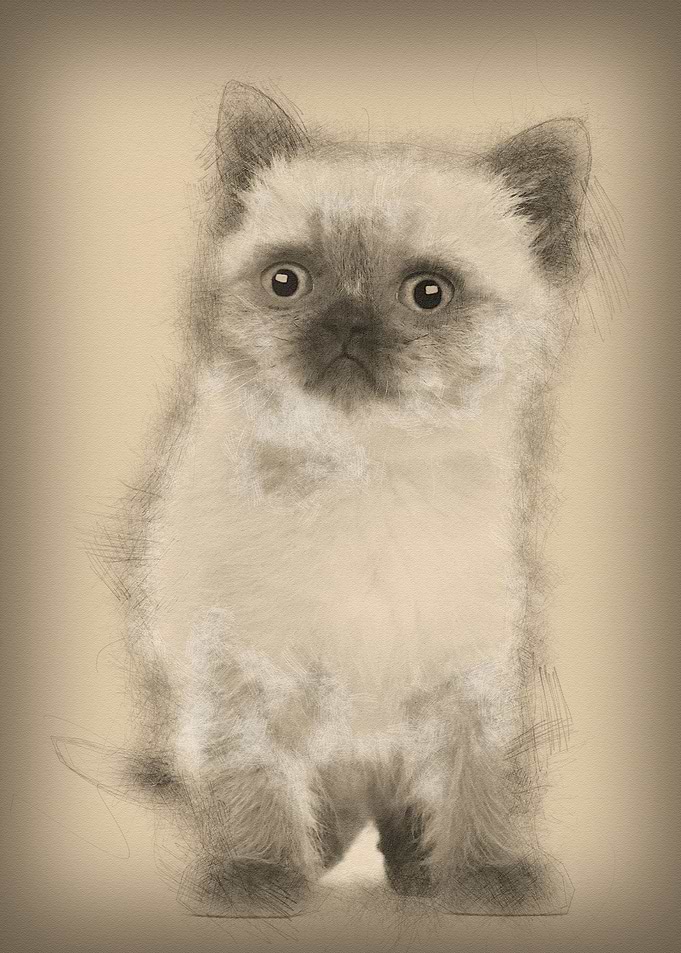 Portrait of British Shorth