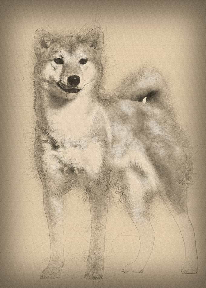 Shiba Inu standing against