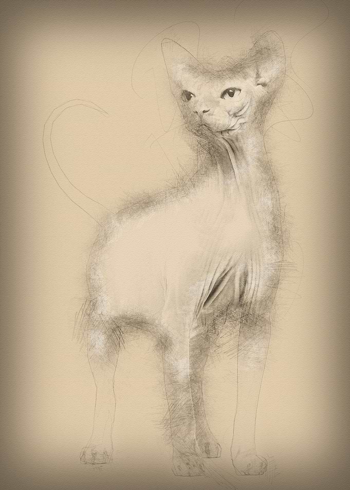 Sphynx 4 years old against