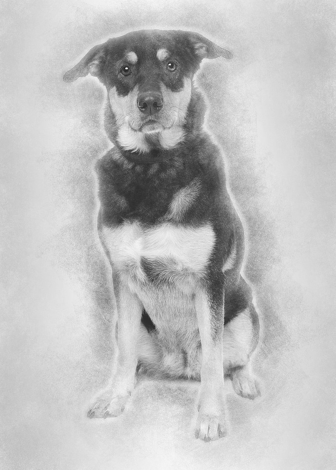 Bastard dog 3 years old si
