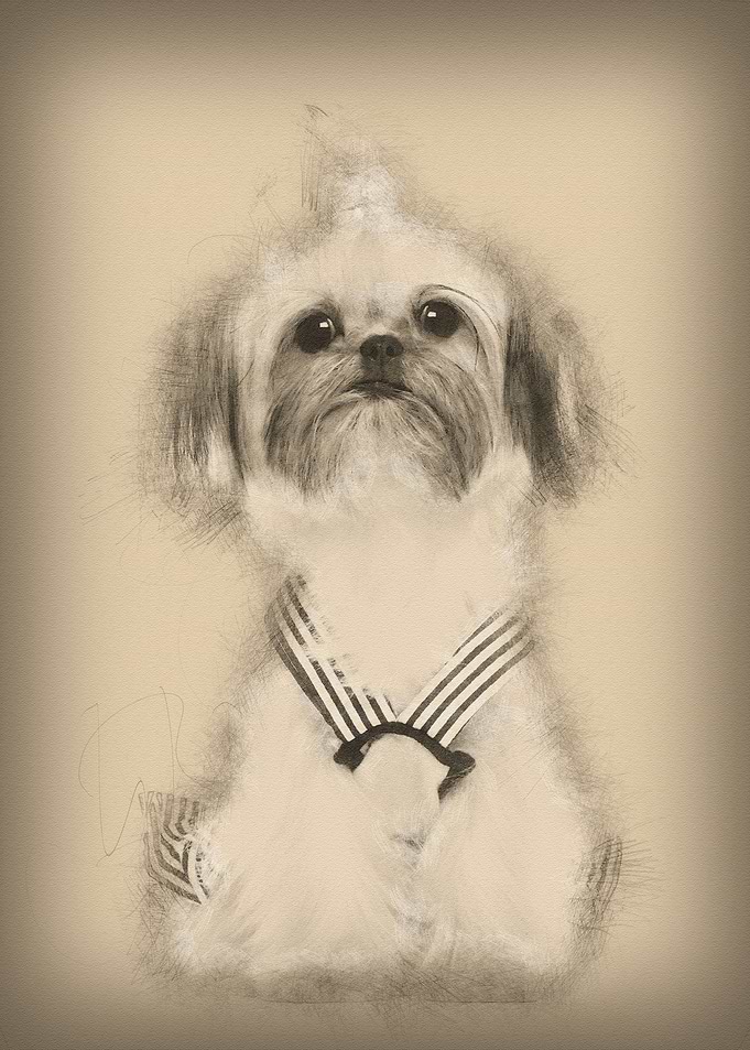 Shih Tzu sitting against w