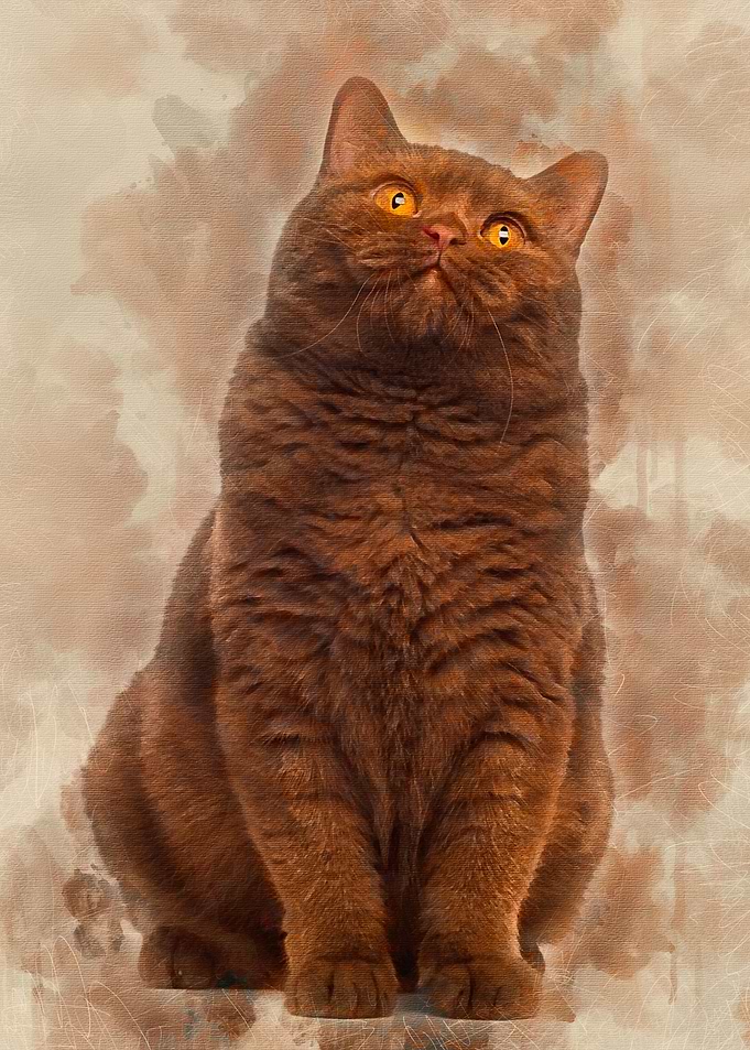 British Shorthair 20 month