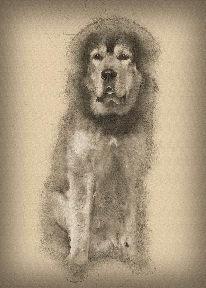 Tibetan mastiff 3 years ol