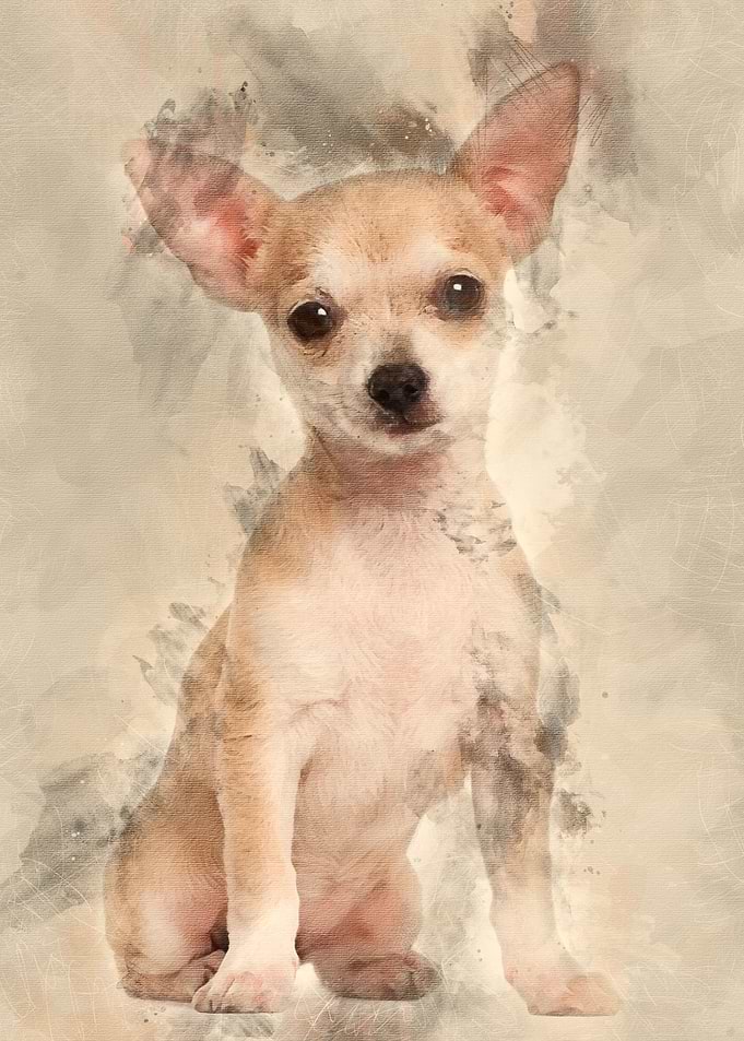 Chihuahua puppy 3 months o