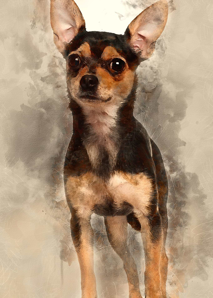 Chihuahua 1 year old stand