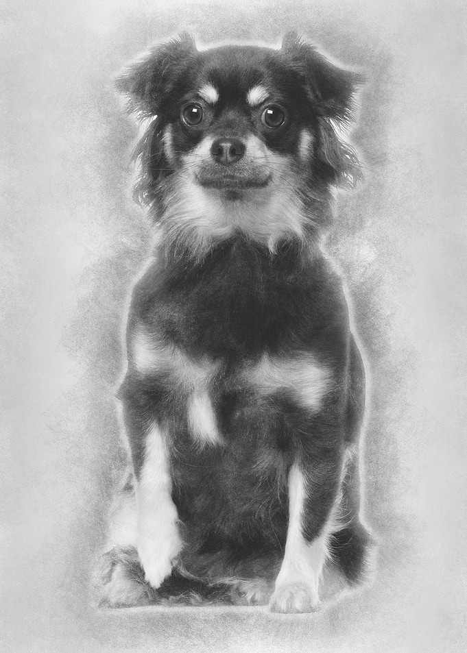 Chihuahua 1 year old sitti